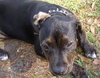 Angel the Rottweiler