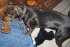 Angel the Rottweiler