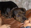 Angel the Rottweiler