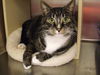 Twister the Tabby