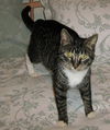 Twister the Tabby