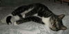 Twister the Tabby