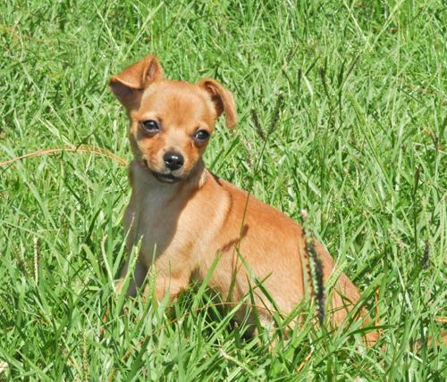 Shortbread the Chihuahua Pup