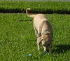 Ernest the Blonde Lab Puppy