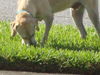 Ernest the Blonde Lab Puppy