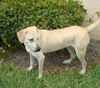 Ernest the Blonde Lab Puppy