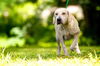 Ernest the Blonde Lab Puppy