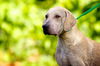 Ernest the Blonde Lab Puppy