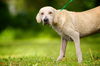 Ernest the Blonde Lab Puppy