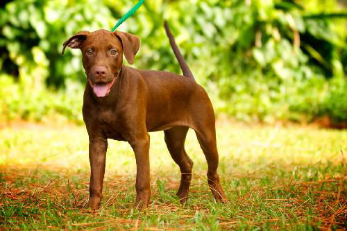 Mango the Chocolate Lab Puppy