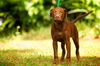 Mango the Chocolate Lab Puppy