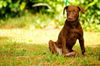 Mango the Chocolate Lab Puppy