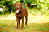 Mango the Chocolate Lab Puppy