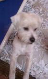 Matt the Maltese/Terrier Mix
