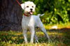 Matt the Maltese/Terrier Mix