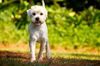 Matt the Maltese/Terrier Mix