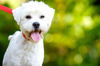 Matt the Maltese/Terrier Mix