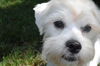 Matt the Maltese/Terrier Mix