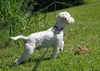 Matt the Maltese/Terrier Mix
