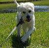 Matt the Maltese/Terrier Mix