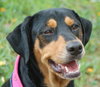 Roxy