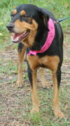 Roxy