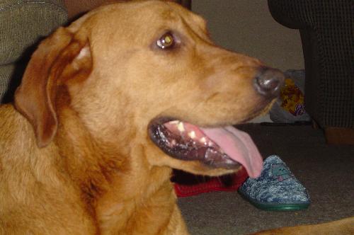 Angel the Lab