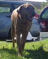 Angel the Lab