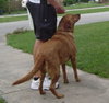 Angel the Lab
