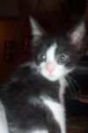 Felix the Kitten
