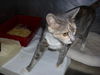 Leolani the Affectionate Calico