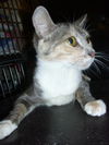 Leolani the Affectionate Calico