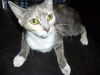 Leolani the Affectionate Calico