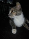 Leolani the Affectionate Calico