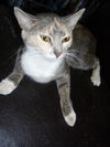 Leolani the Affectionate Calico