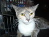 Leolani the Affectionate Calico