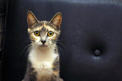 Leolani the Affectionate Calico