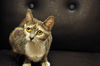 Leolani the Affectionate Calico