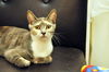 Leolani the Affectionate Calico