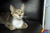 Leolani the Affectionate Calico