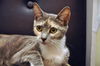 Leolani the Affectionate Calico