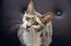 Leolani the Affectionate Calico