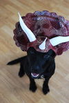 Barnie the Lucky Lab