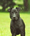 Barnie the Lucky Lab