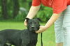 Barnie the Lucky Lab