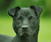 Barnie the Lucky Lab