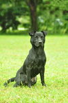Barnie the Lucky Lab