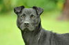 Barnie the Lucky Lab