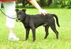 Barnie the Lucky Lab
