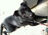 Barnie the Lucky Lab